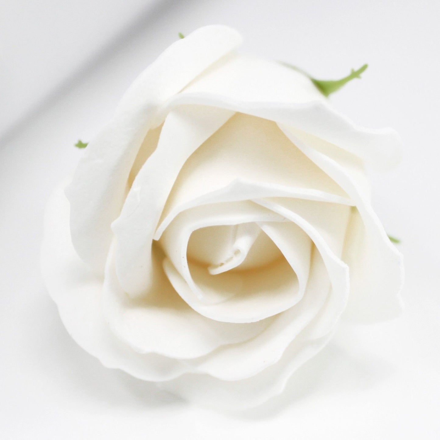 Weiße Med-Rosen Seifenblüte zum Selbermachen – Luxus für Bad & Kreativität
