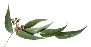 Frisches Eukalyptus-Festshampoo für gesundes Haar