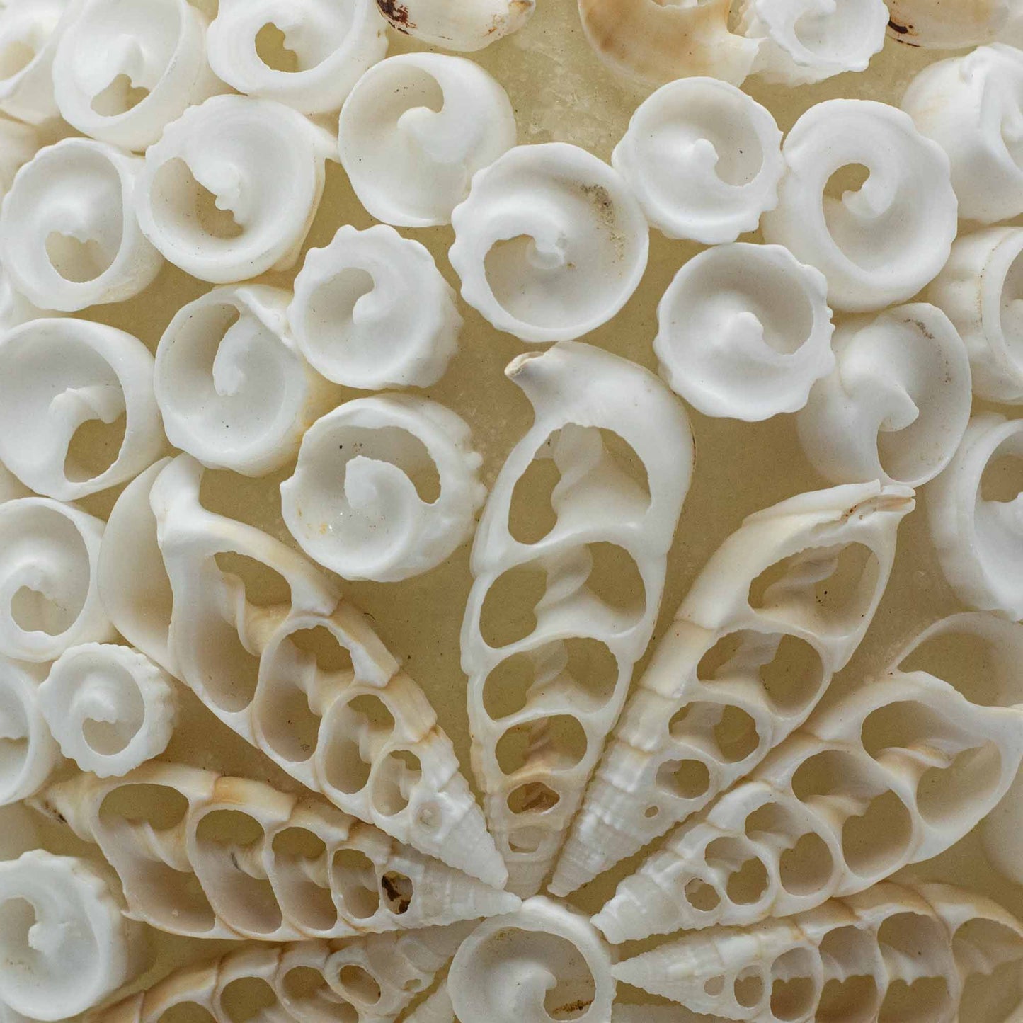 Boho Muschel-Lampe Oval - Handgefertigte Leuchte aus echten Muscheln, 15 cm