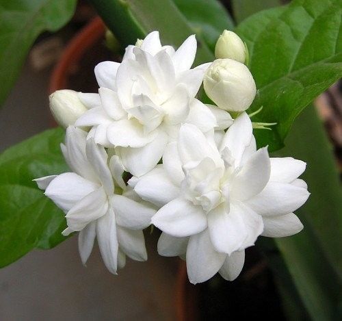 Jasmin-Harmonie – Festes Haarshampoo für Glanz & Balance