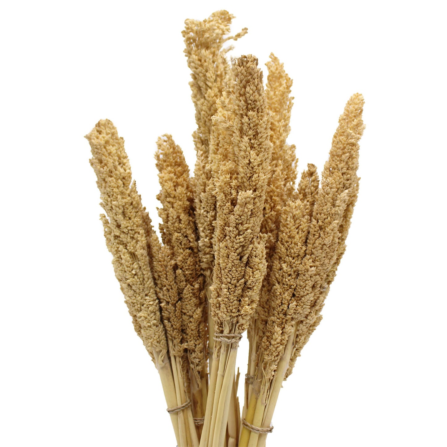 Natürliche Cantal-Gras-Büschel im 6er-Set – Dekoration im Boho-Stil