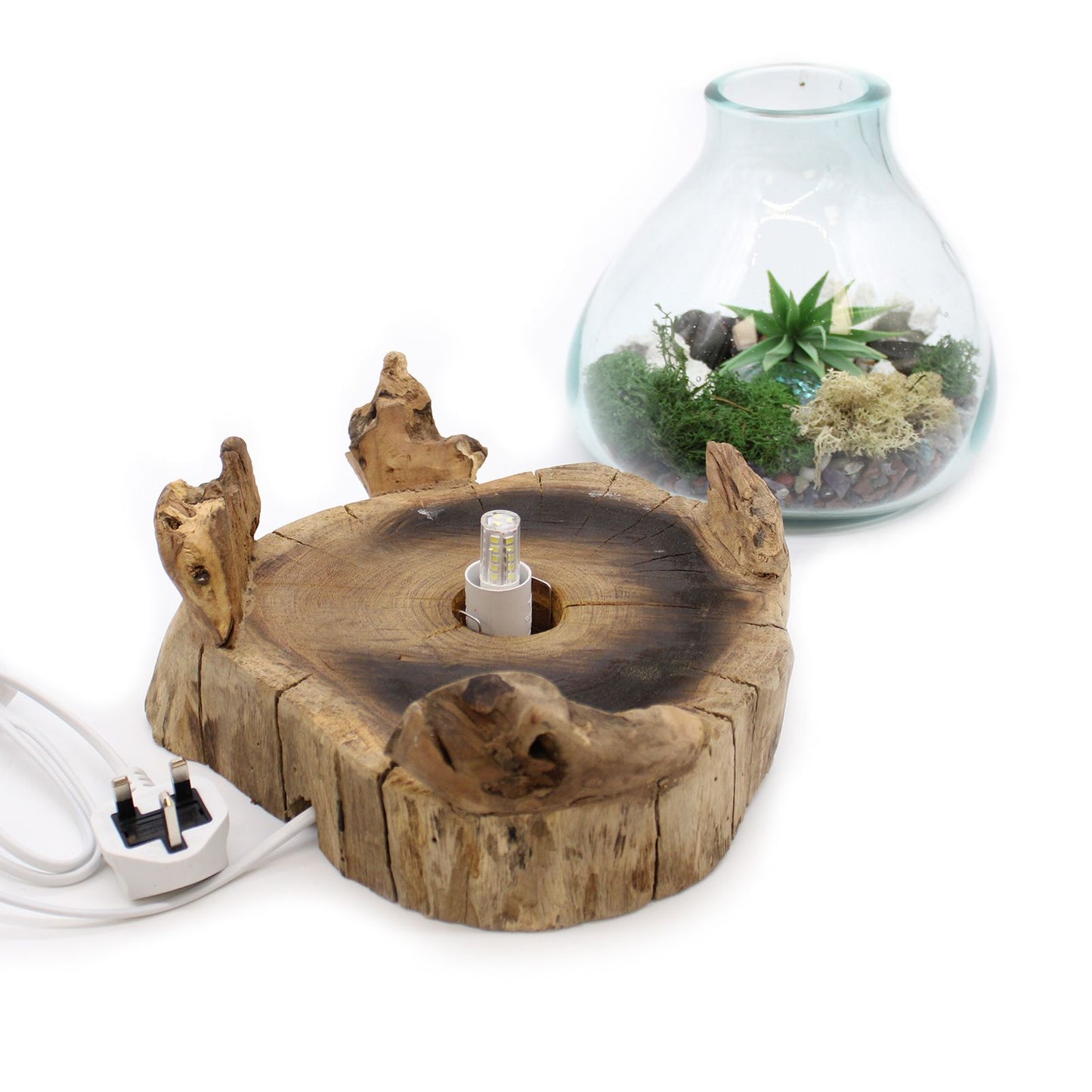 Terrarium mit LED-Beleuchtung – Handgeblasenes Glas auf Wurzelholz