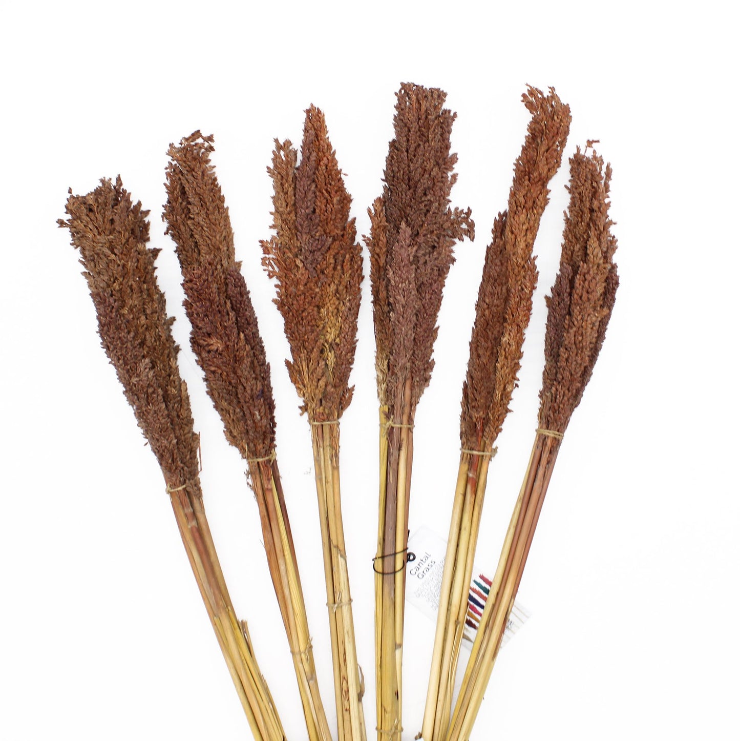 Natürliche Sorghum-Grasbüschel in Schokoladenbraun - 6er Set für Boho-Deko