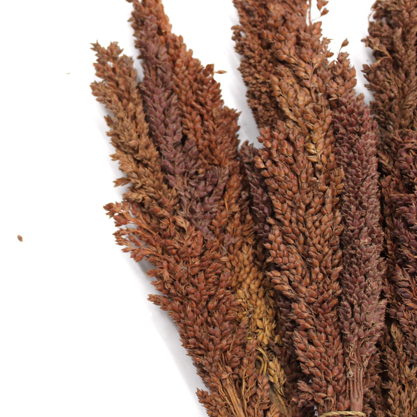 Natürliche Sorghum-Grasbüschel in Schokoladenbraun - 6er Set für Boho-Deko
