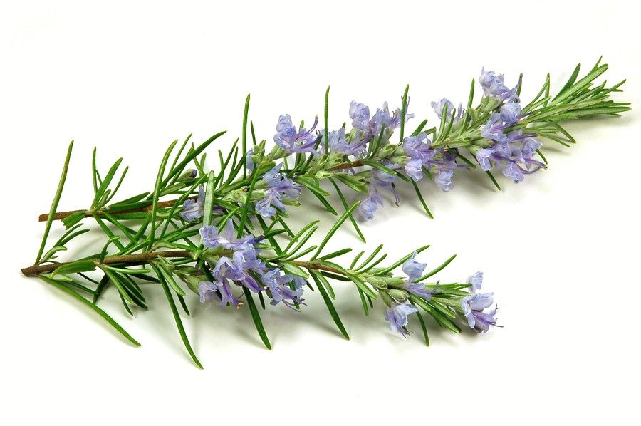 Festes Shampoo mit Lavendel & Rosmarin – Natürliche Haarpflege