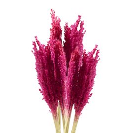 Set mit 6 Sorghumbüscheln in Rosa und Schwarz – Natürliche Deko für Ihr Zuhause