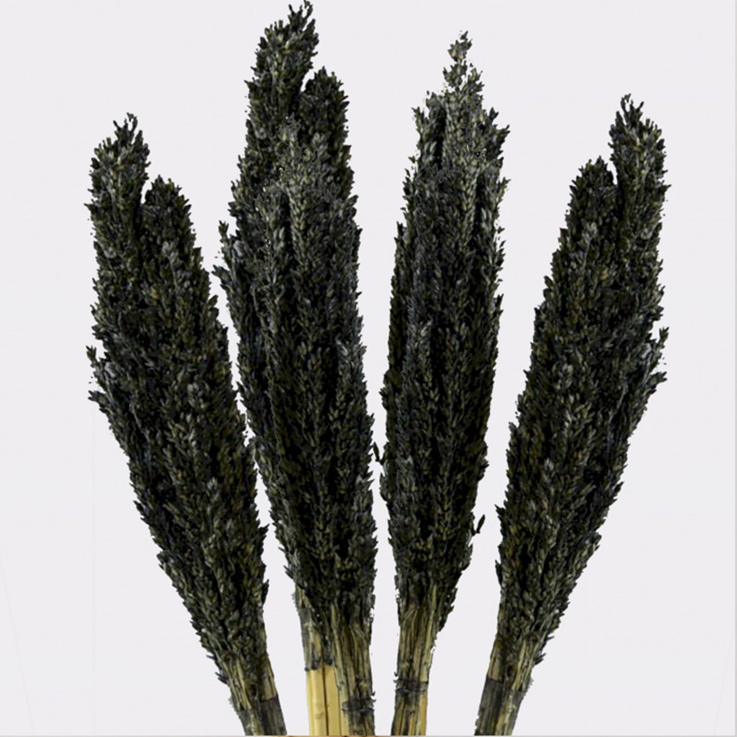 Set mit 6 schwarzen Sorghum-Grasbüscheln – Natürliche Raumdekoration