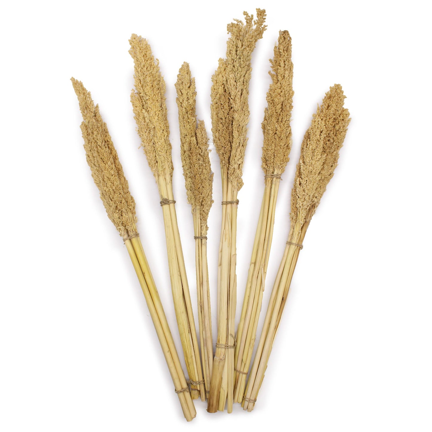 Natürliche Cantal-Gras-Büschel im 6er-Set – Dekoration im Boho-Stil