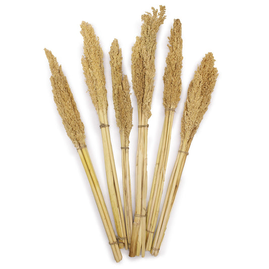Natürliche Cantal-Gras-Büschel im 6er-Set – Dekoration im Boho-Stil