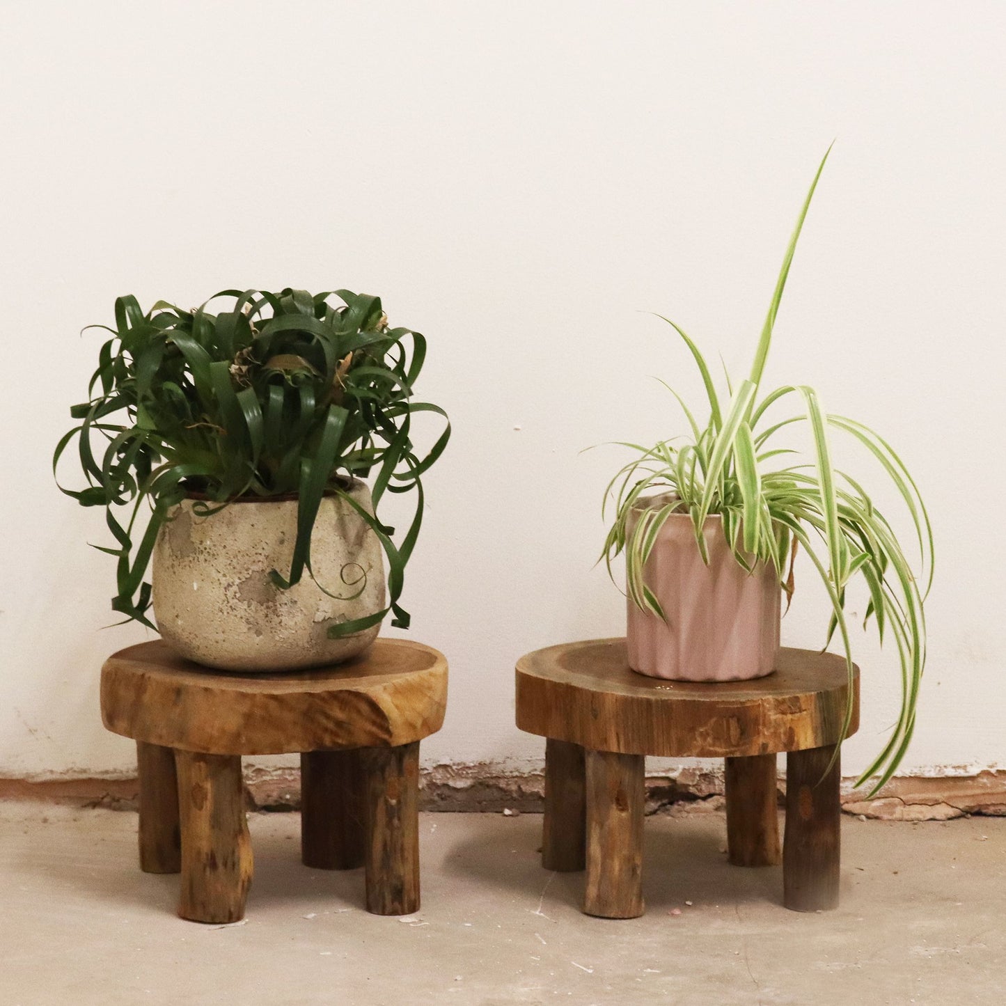 Set mit 2 Präsentationsdisplays aus Massivholz Teak - 27 x 15 cm