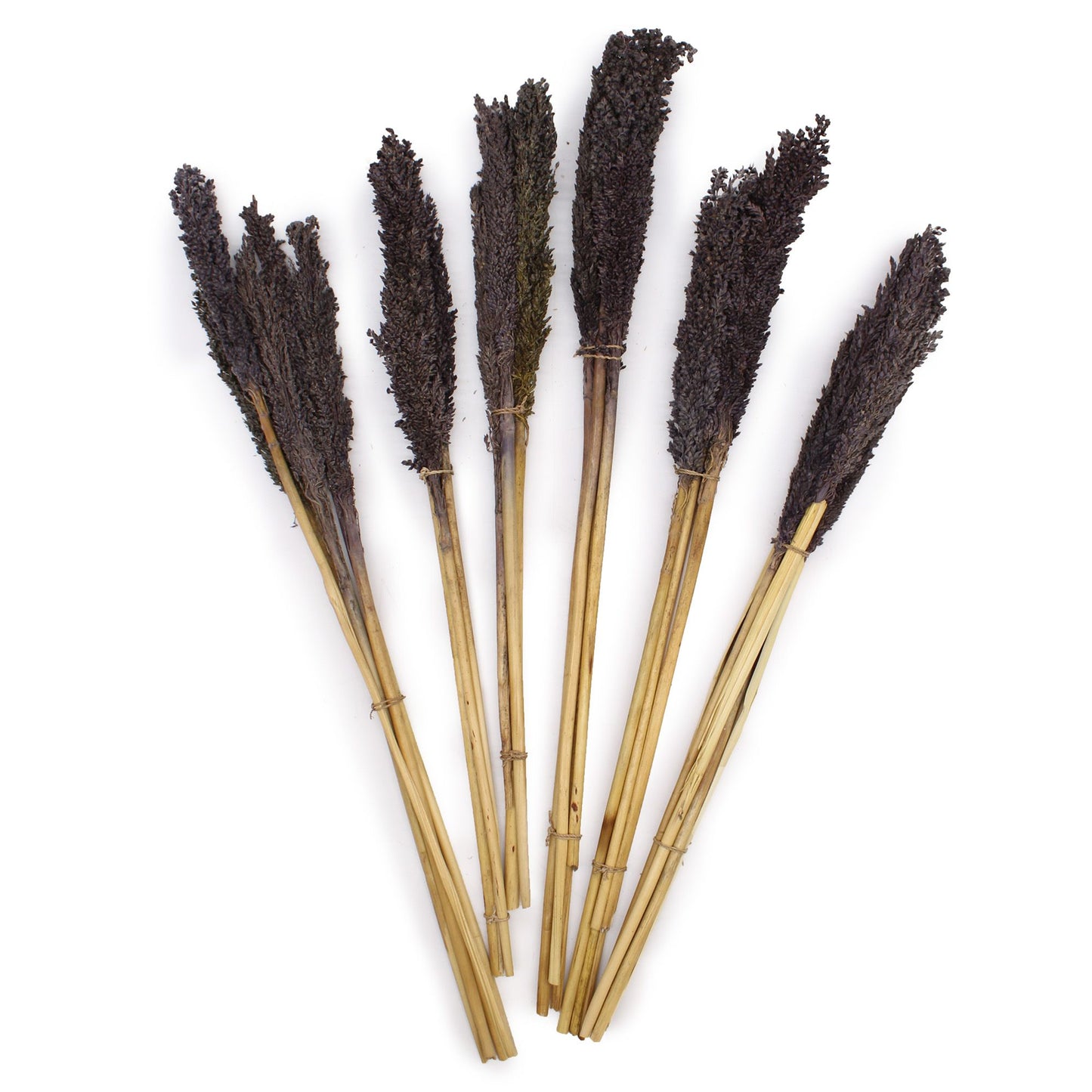 Set mit 6 schwarzen Sorghum-Grasbüscheln – Natürliche Raumdekoration