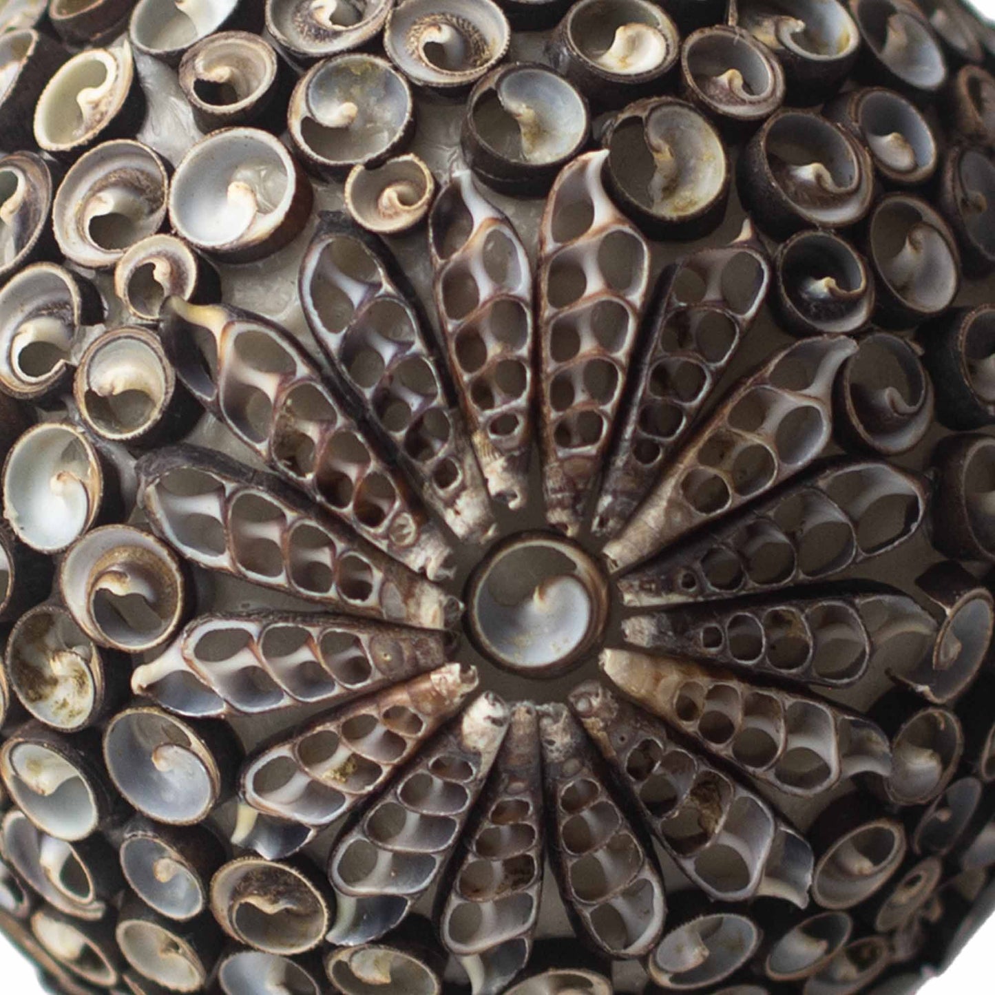 Boho Muschel-Lampe 'Chocolate Twist' Oval 20cm - Handgefertigt in Bali