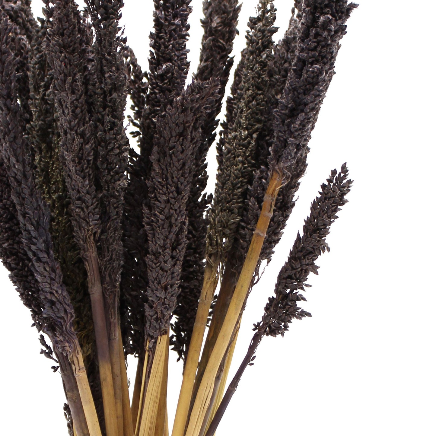 Set mit 6 schwarzen Sorghum-Grasbüscheln – Natürliche Raumdekoration