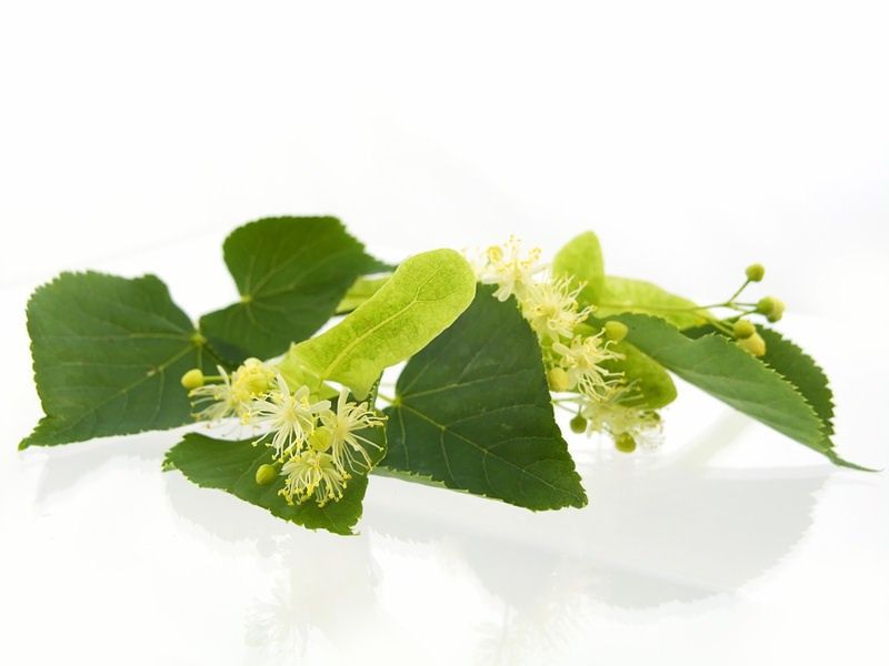 Frischer Start - Festes Shampoo mit Teebaum & Minze