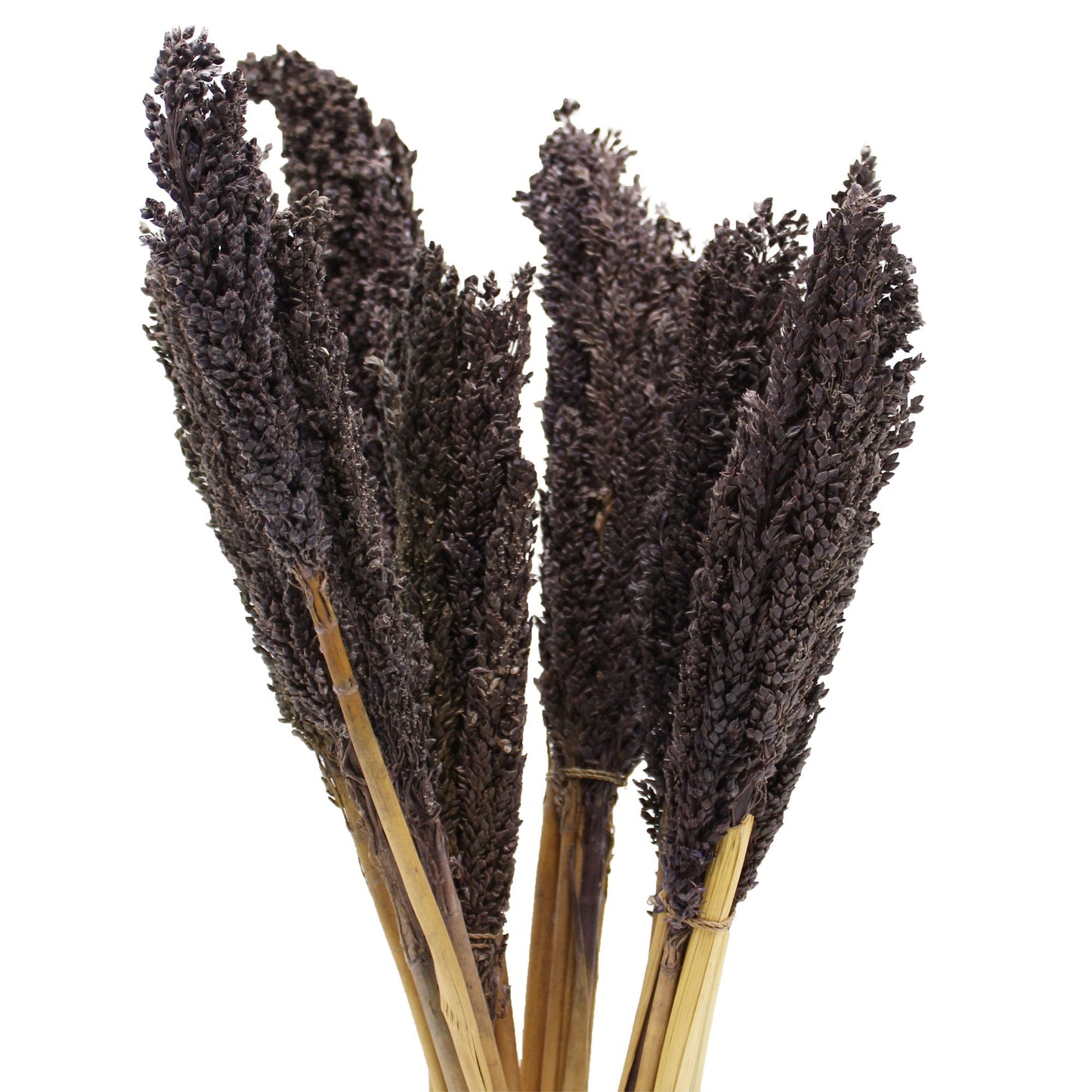 Set mit 6 schwarzen Sorghum-Grasbüscheln – Natürliche Raumdekoration