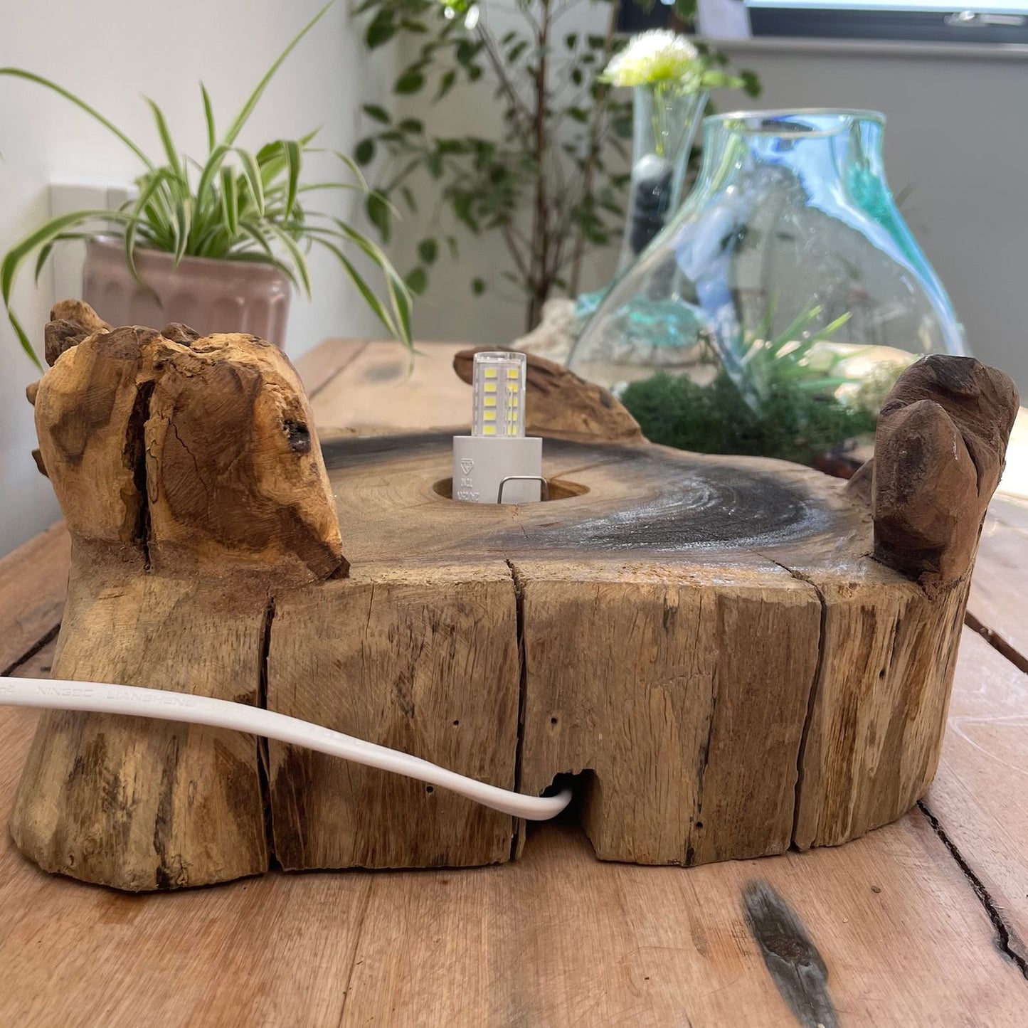 Terrarium mit LED-Beleuchtung – Handgeblasenes Glas auf Wurzelholz