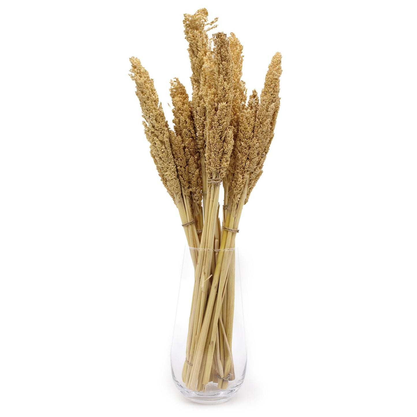 Natürliche Cantal-Gras-Büschel im 6er-Set – Dekoration im Boho-Stil