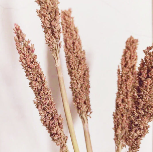 6 Rost-Sorghumbüschel – Natürliches Dekogras für Boho-Deko