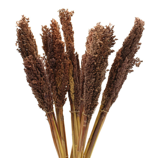 Natürliche Sorghum-Grasbüschel in Schokoladenbraun - 6er Set für Boho-Deko