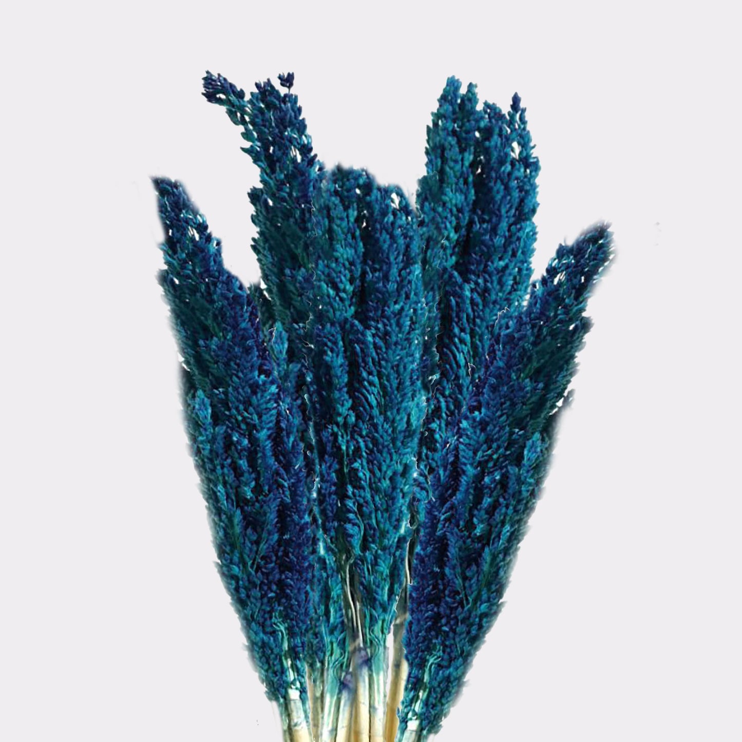 Dekorationsbündel Blaues Cantal-Gras (6 Büschel) – Natürlicher Wohntrend