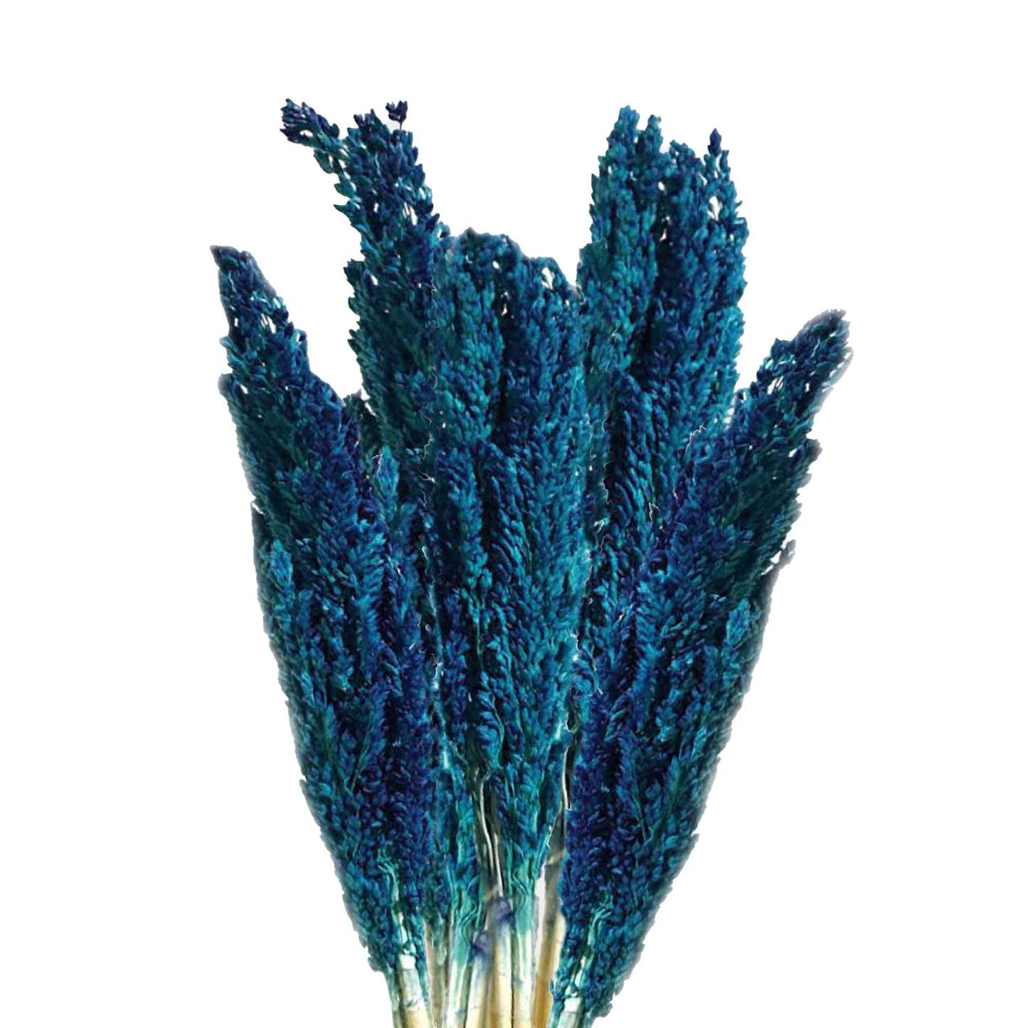 Dekorationsbündel Blaues Cantal-Gras (6 Büschel) – Natürlicher Wohntrend