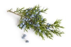 Feste Haarpflege Salbei & Wacholder – Für tiefen Glanz und vitales Haar