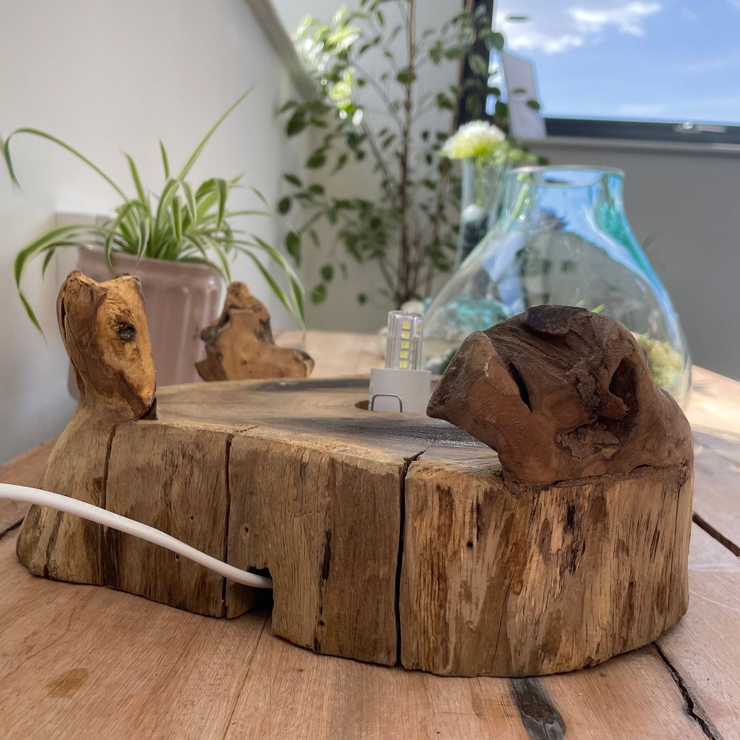 Terrarium mit LED-Beleuchtung – Handgeblasenes Glas auf Wurzelholz