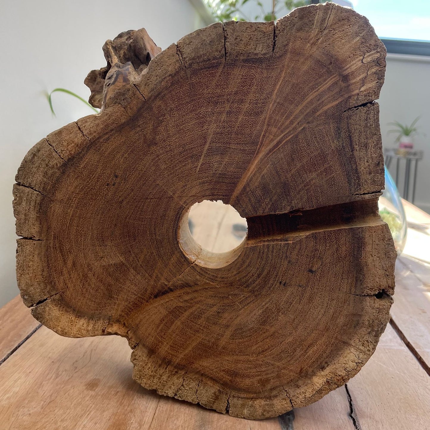 Terrarium mit LED-Beleuchtung – Handgeblasenes Glas auf Wurzelholz