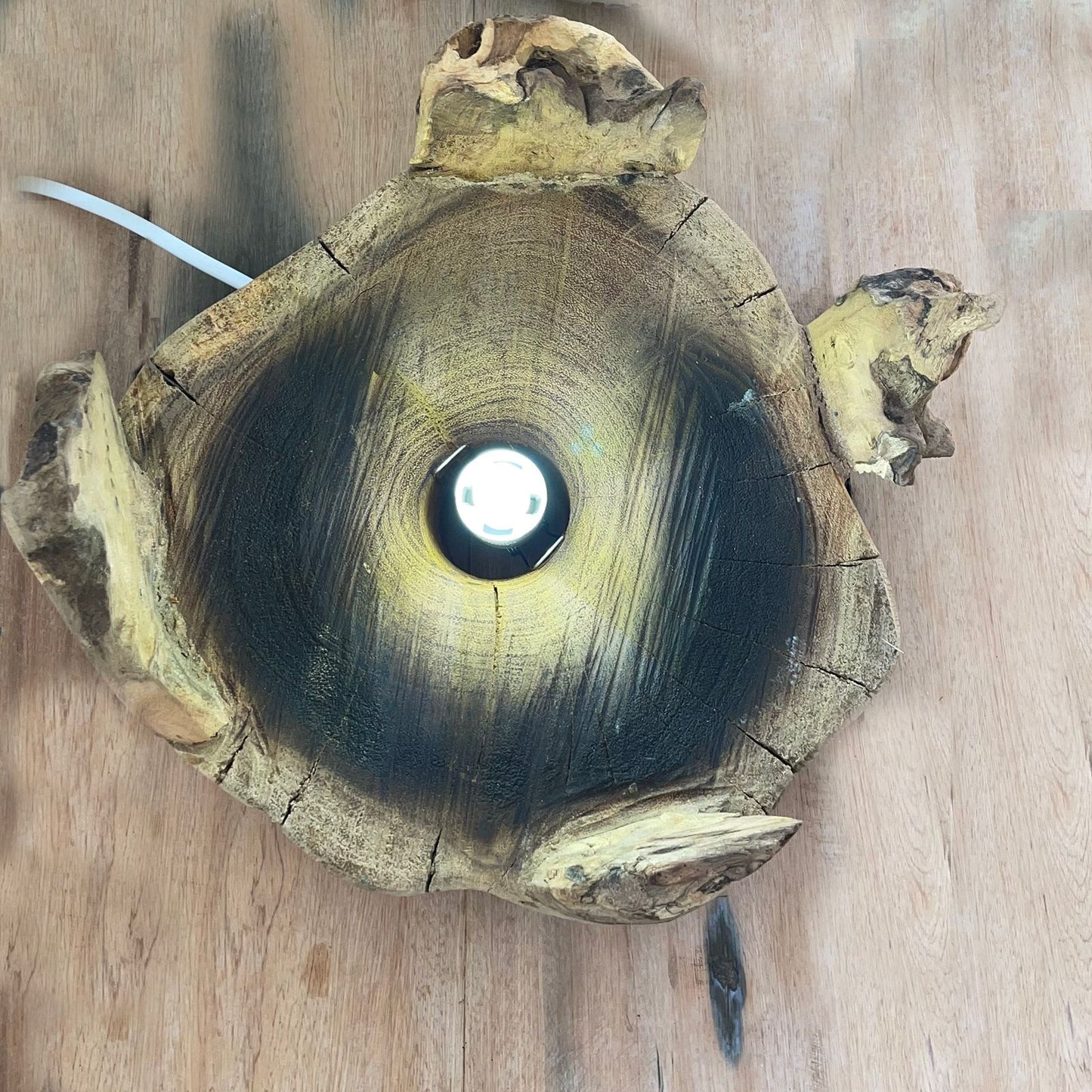 Terrarium mit LED-Beleuchtung – Handgeblasenes Glas auf Wurzelholz