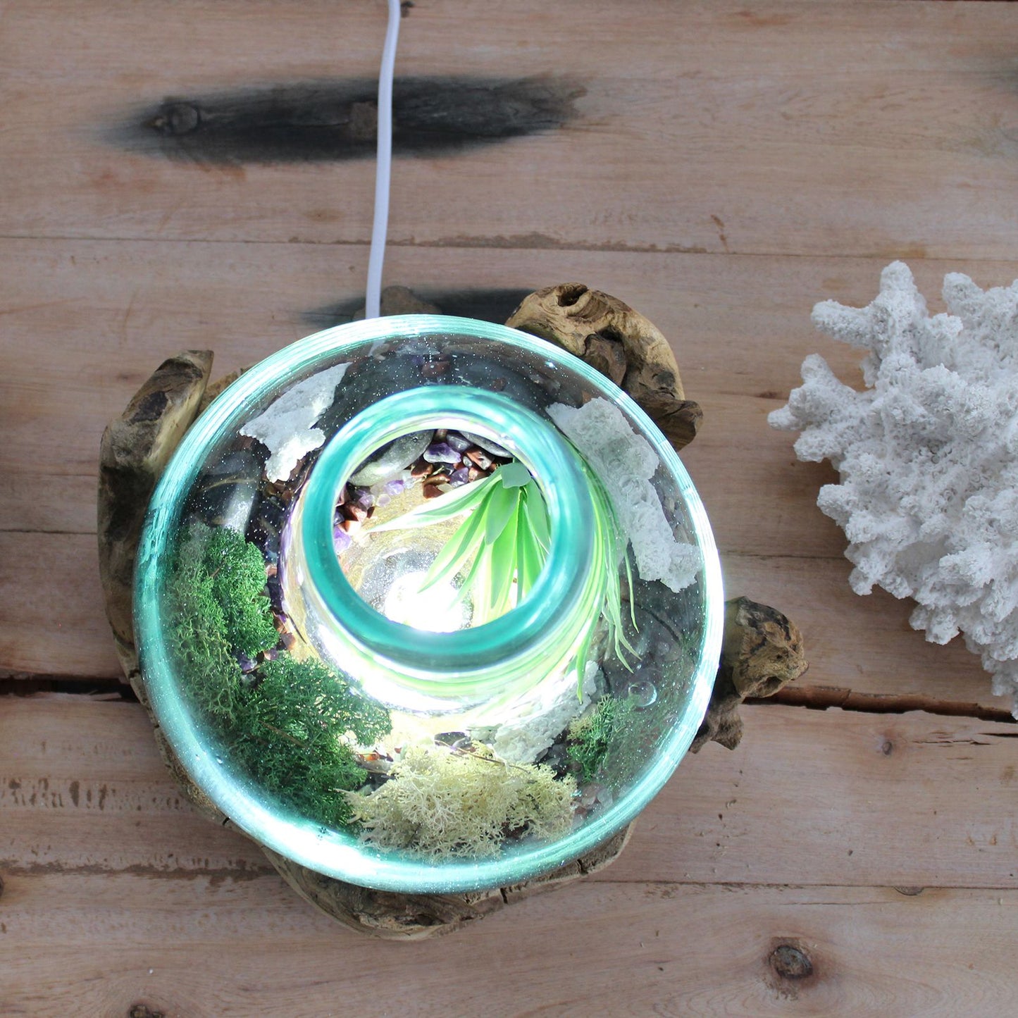 Terrarium mit LED-Beleuchtung – Handgeblasenes Glas auf Wurzelholz